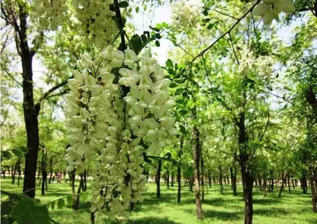 【随心堂】 古織作 染付 青華 蝶梅花文 瓜形花瓶 花生 華道具 古美術 B1 【随心堂】 古織作 染付 青華 蝶梅花文 瓜形花瓶 花生 華道具 古美術 B1 陶芸 安い割引